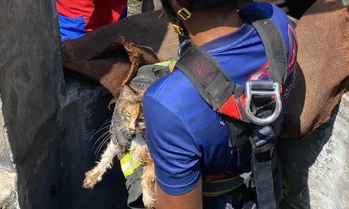 Kucing Mixdom Tercebur Sumur, Warga Klaten Selatan Minta Bantuan Petugas Damkar