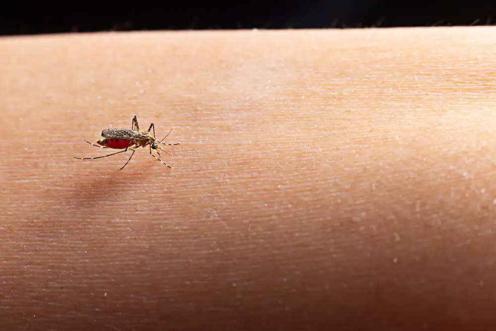 Waspada! Tren Kasus Demam Berdarah Dengue di Jatim Meningkat