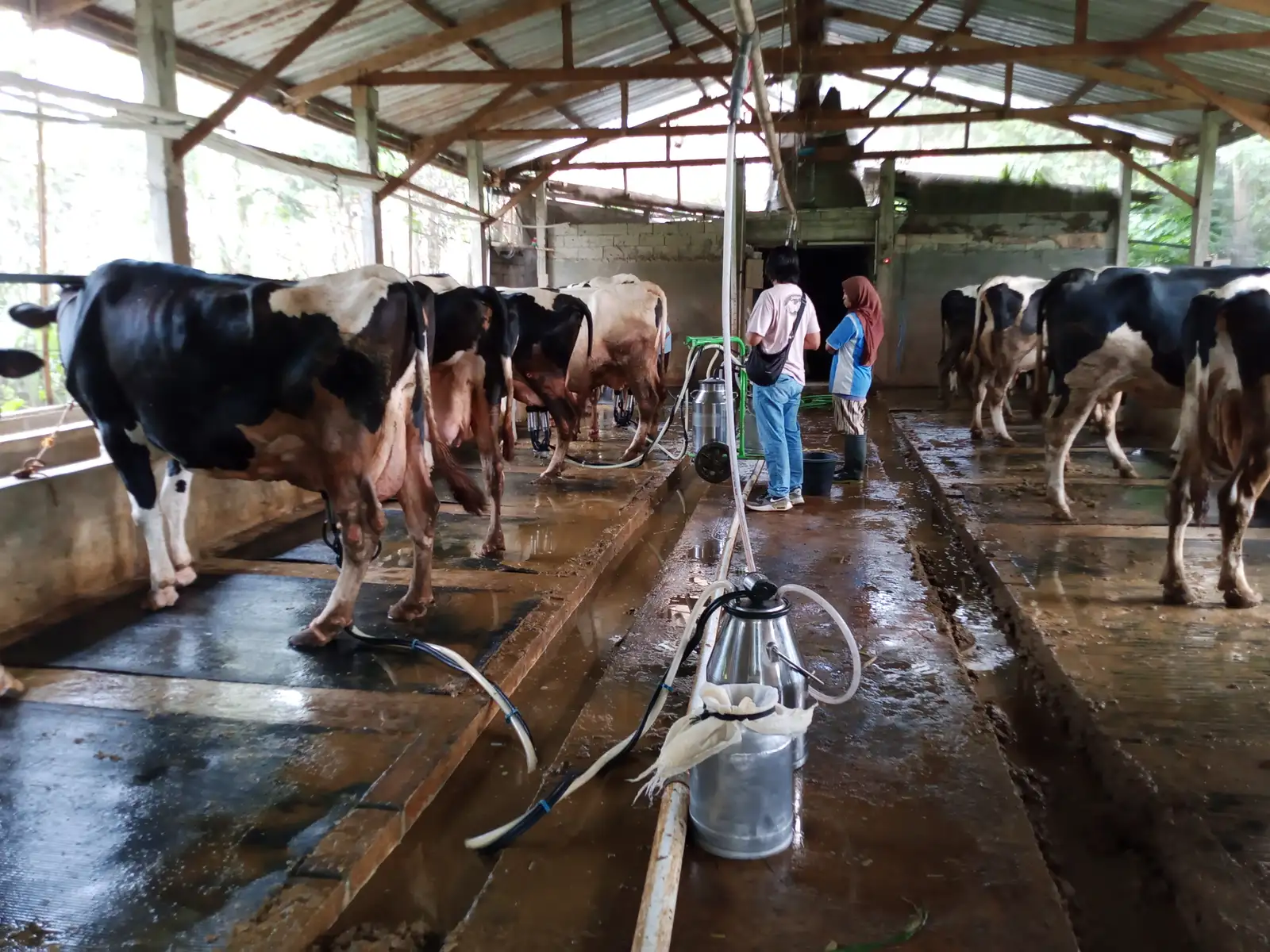Peternak Dukung Kuota Impor Sapi Hidup Dihapus Demi Genjot Produksi Susu