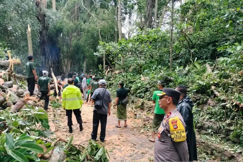 Kronologi Dua Turis Asing Meninggal Dunia Tertimpa Pohon di Monkey Forest Bali