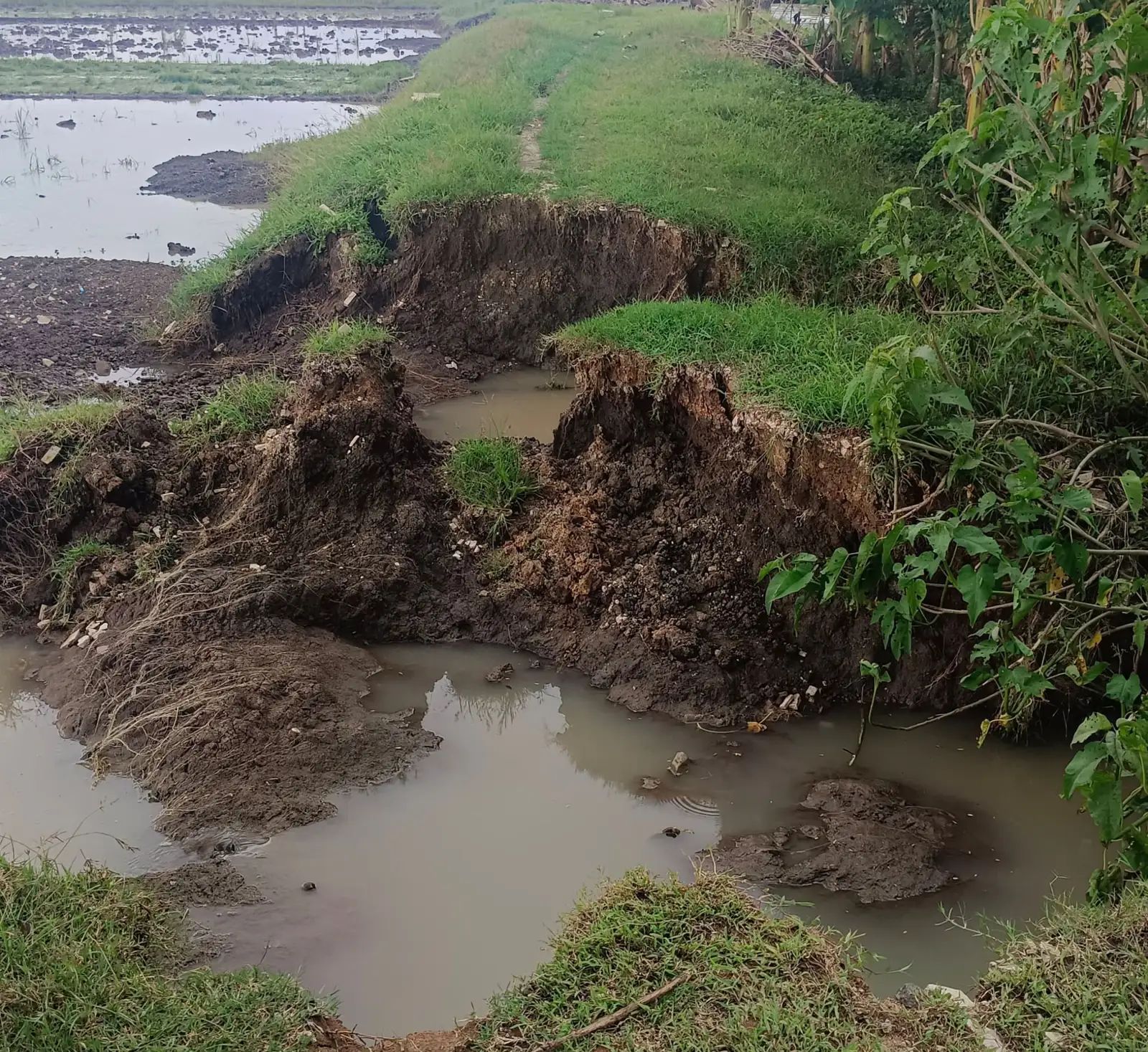 Talud Kali Cendini Jebol, 125 Hektare Sawah di Bulu Sukoharjo Terendam Air