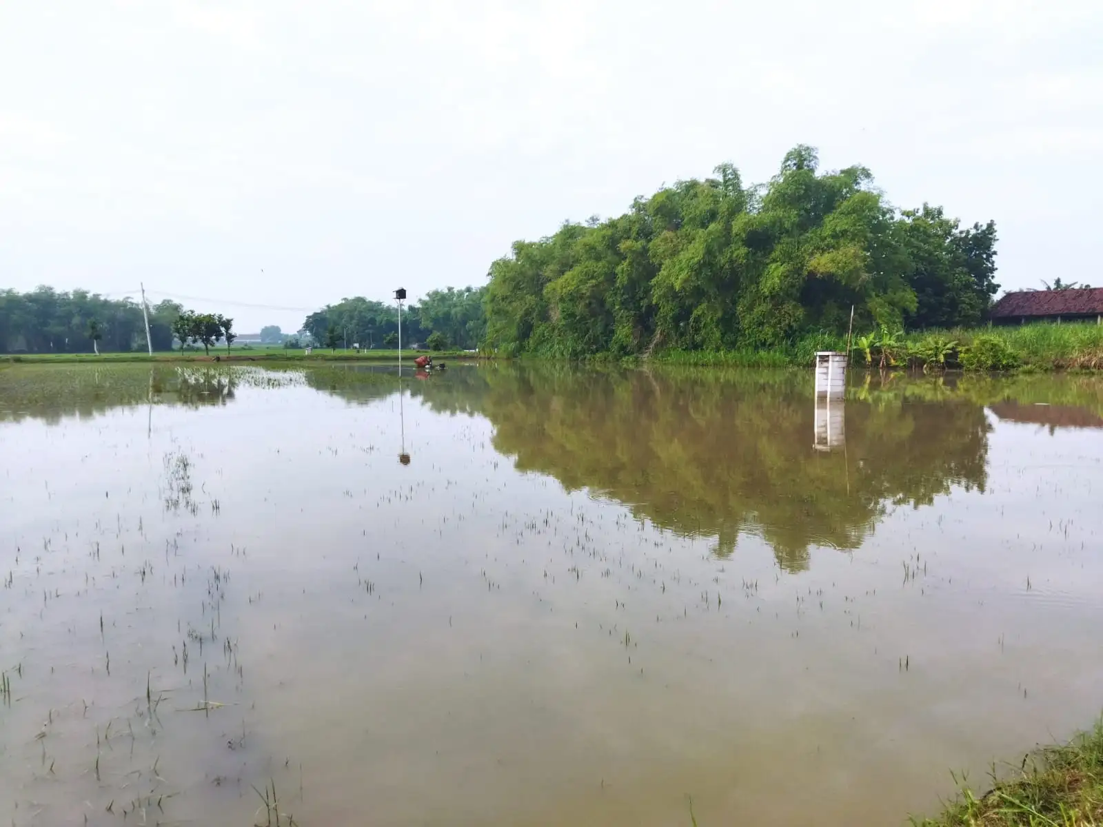 Banjir Rendam Ratusan Hektare Sawah di Ngawi, Petani Terancam Merugi