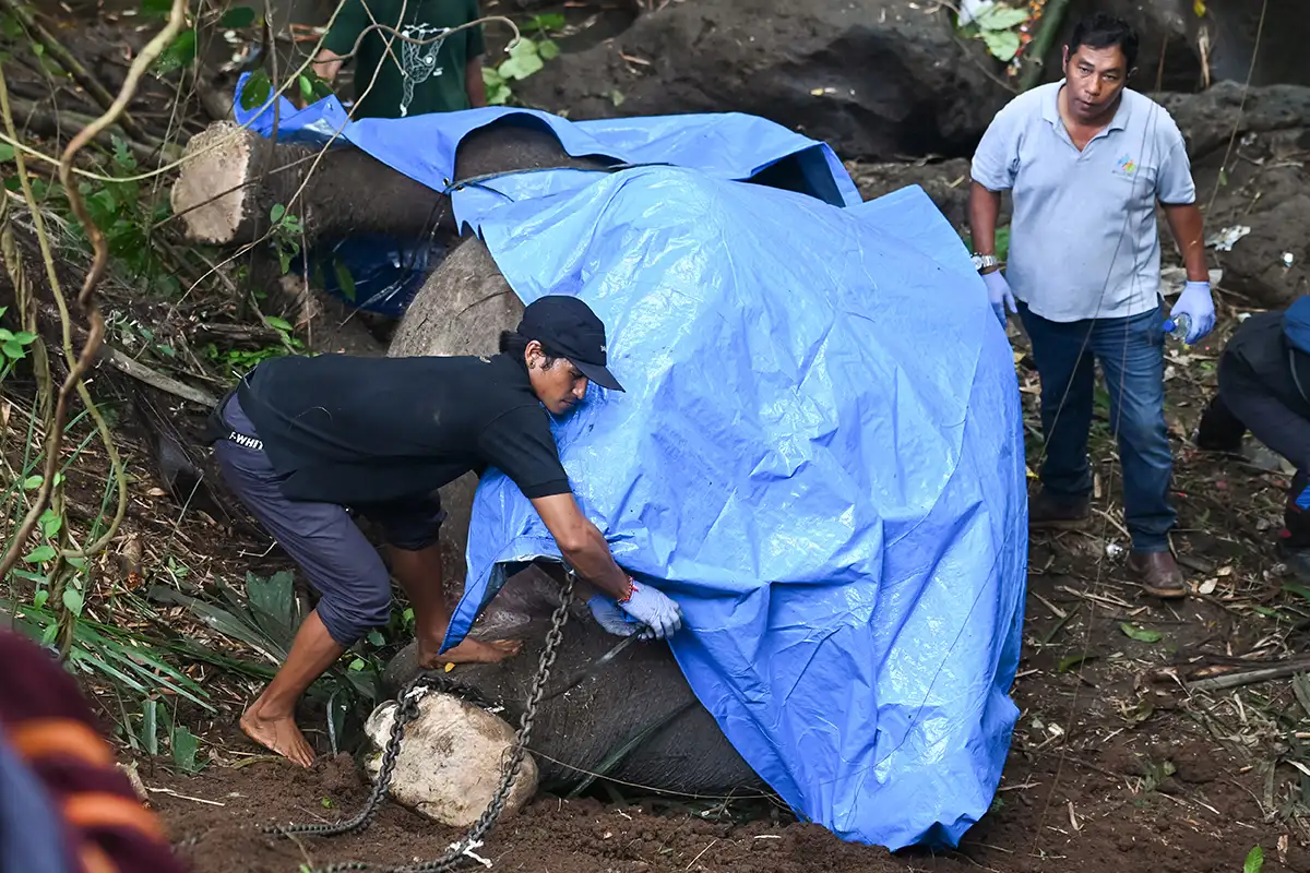 Evakuasi Gajah Mati Terseret Arus Sungai di Gianyar Bali