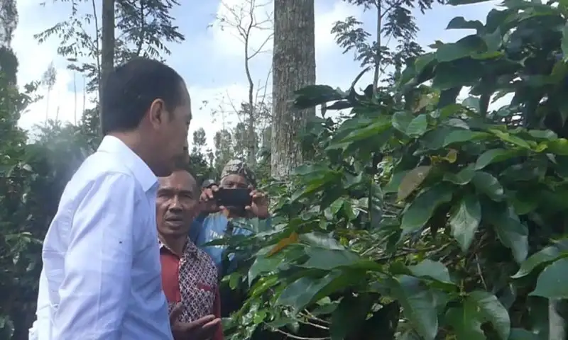 Jokowi 'Dolan' ke Temanggung, Sampaikan Pesan Ini ke Petani Kopi