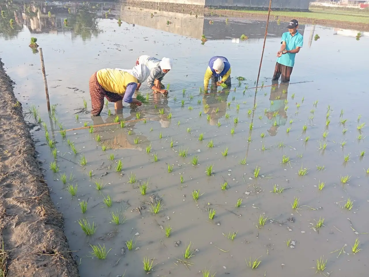 Petani Pabelan Sukoharjo Mulai Tanam Padi Metode Hazton-Grow, Ini Keunggulannya