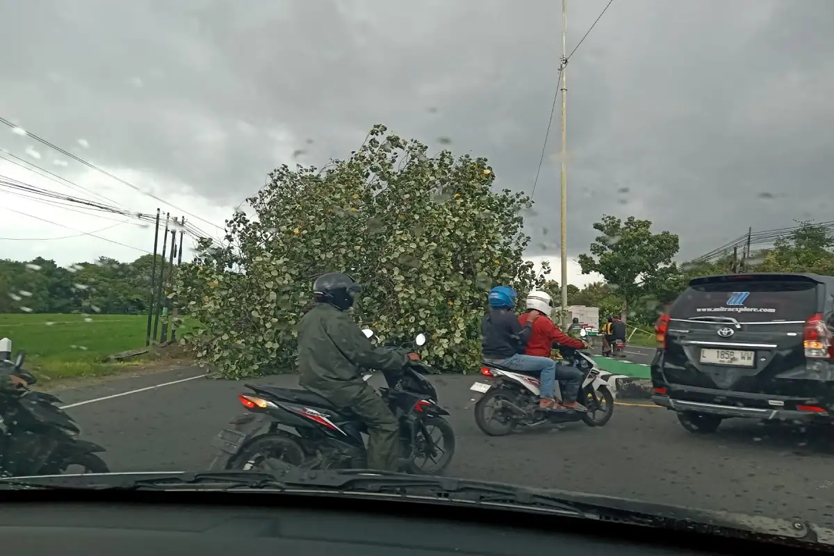 Bikin Macet! Pohon Tumbang Melintang di Jl Solo-Jogja Kidul Gudang Bulog Klaten