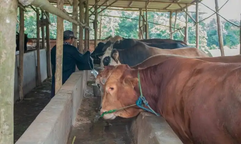 Kasus PMK di Sragen Meluas Hingga 15 Kecamatan, 75 Ekor Sapi Mati