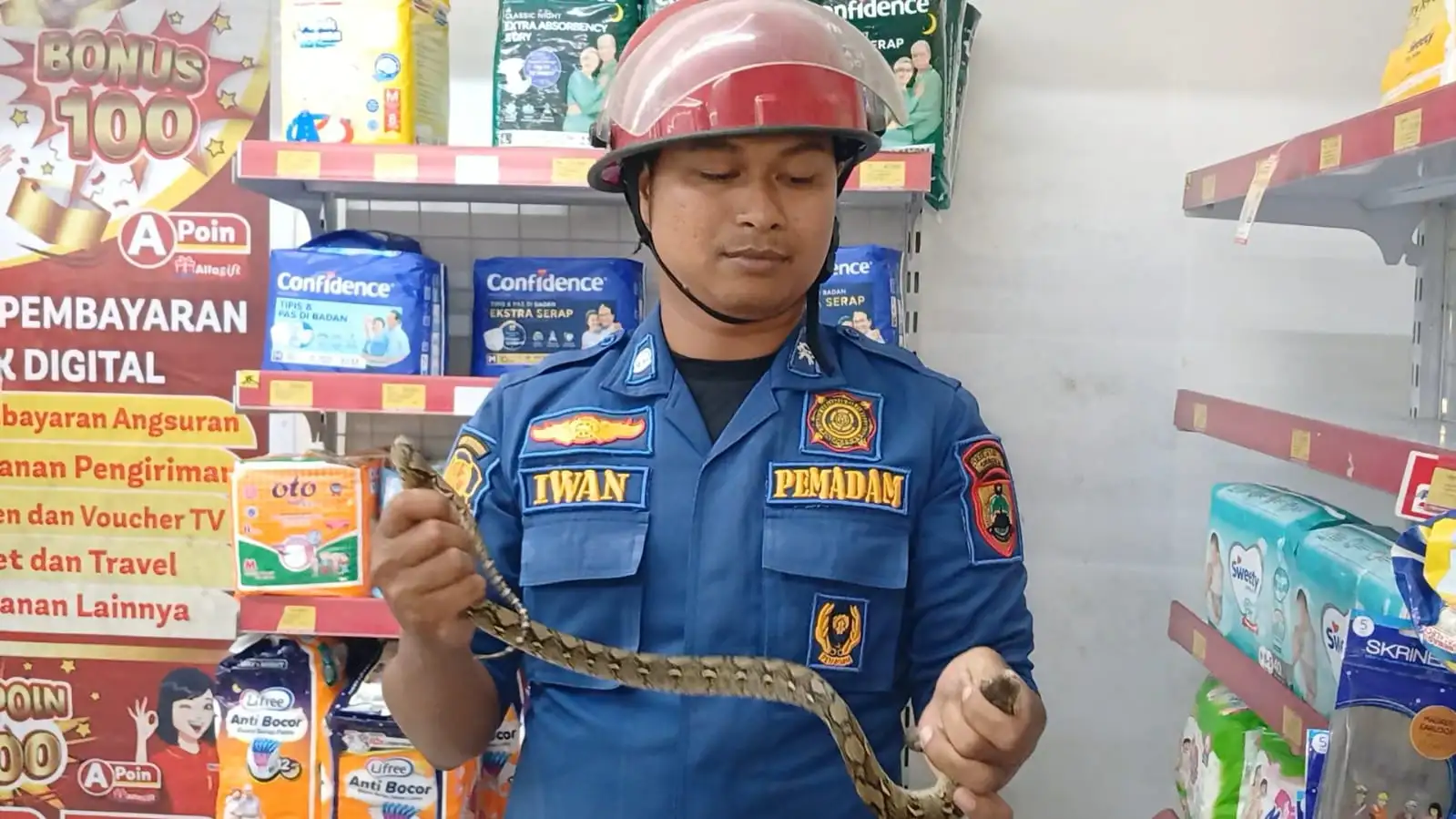 Anakan Ular Piton Masuk Minimarket di Sragen, Pegawai Panik