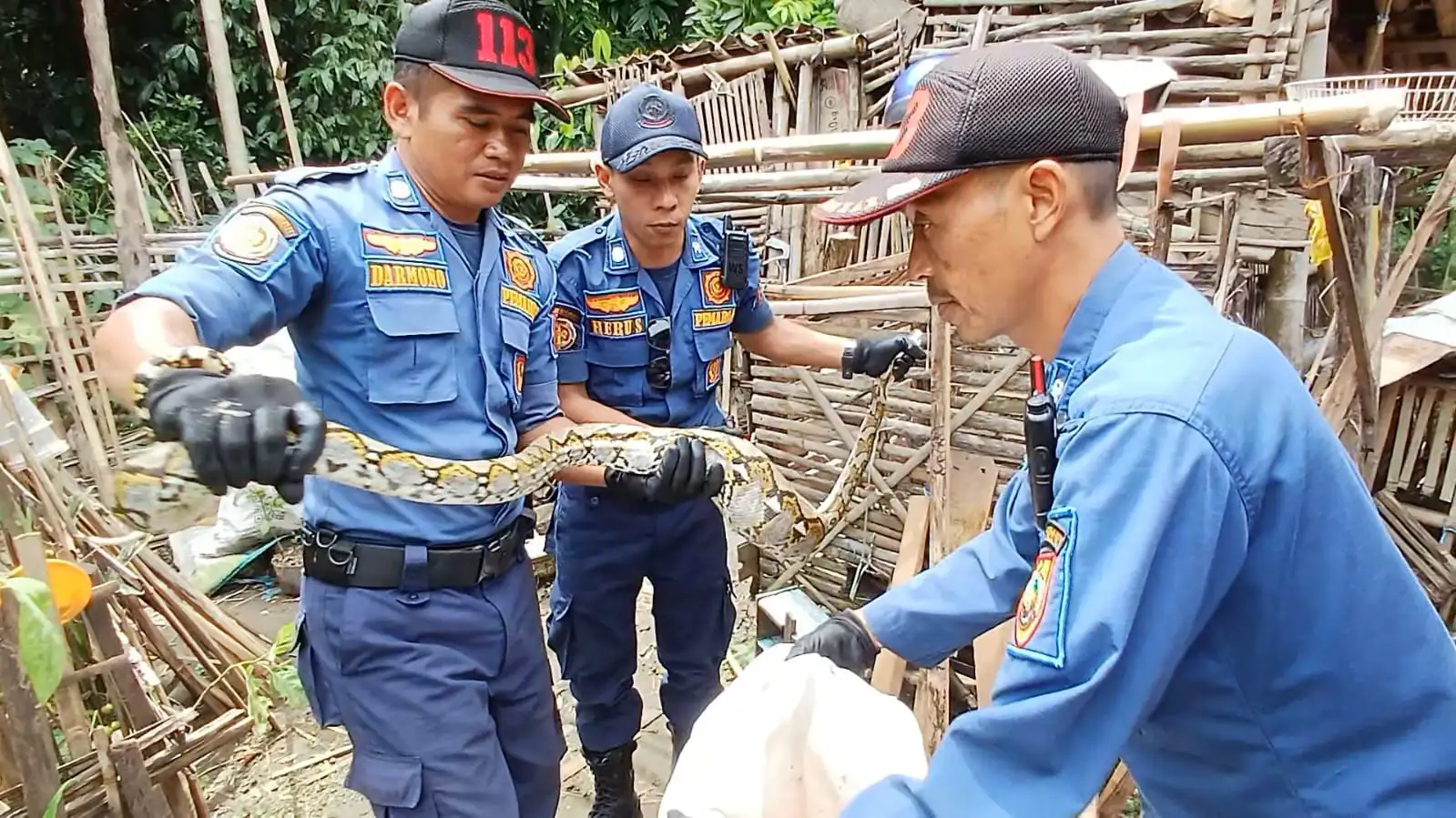 Habitat Rusak Jadi Penyebab Ular Berkeliaran ke Permukiman Warga di Sragen