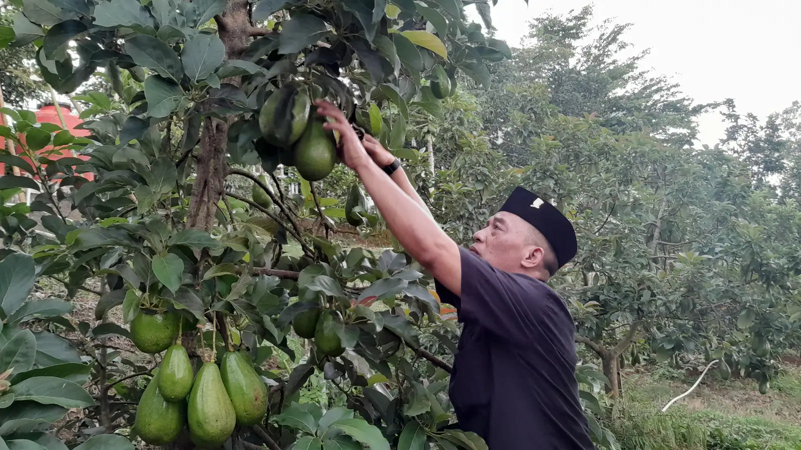 Rezeki Petani Alpukat Wonogiri, Sekali Panen Raup Cuan Puluhan Juta Rupiah