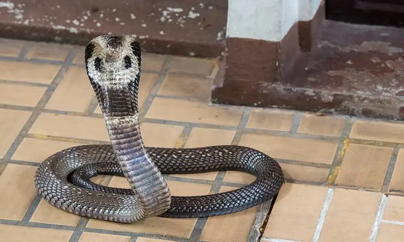 Ular Kobra 30 Cm Masuk Halaman Rumah Warga Nglorog Sragen, Damkar Sigap Tangkap