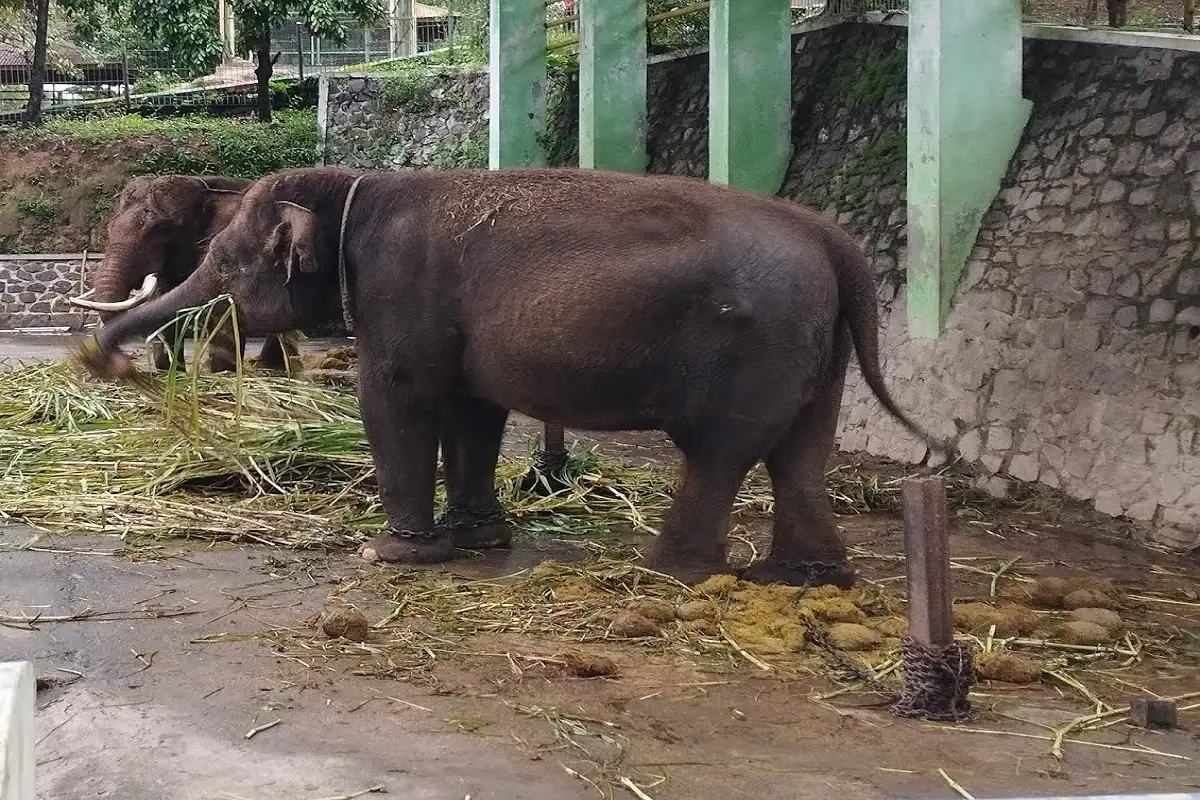 Artis Ibu Kota Soroti Gajah Dirantai di Taman Satwa Waduk Gajah Mungkur Wonogiri