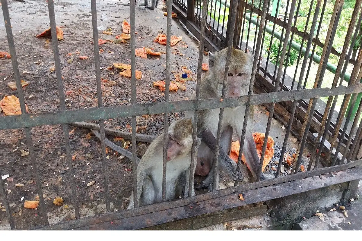 Warganet Prihatin Lihat Hewan Tak Terawat di Taman Satwa Waduk Gajah Mungkur