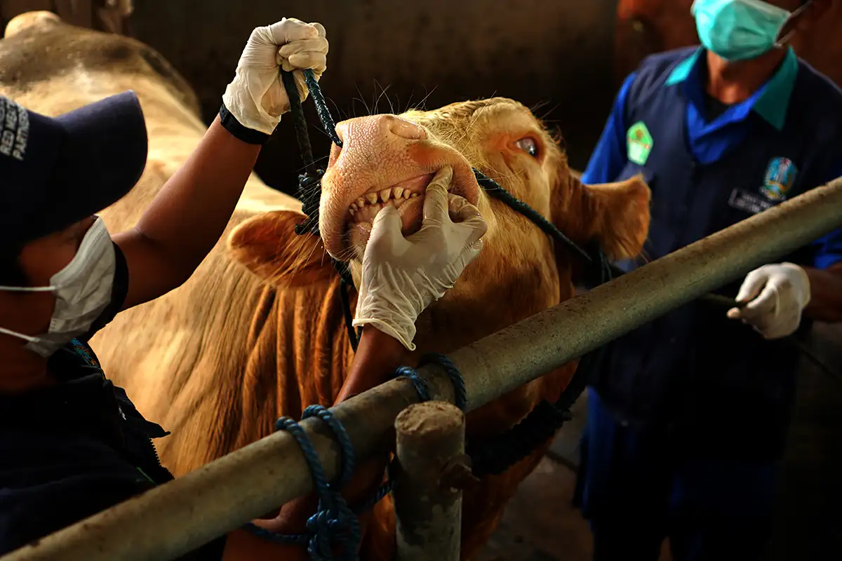 Penyakit Mulut dan Kuku Merebak di Tulungagung, Puluhan Sapi Terjangkit