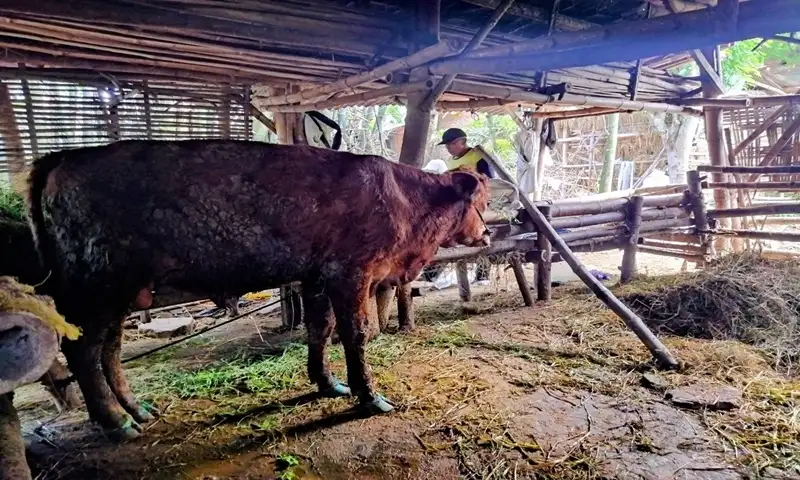 Wabah PMK Merebak di Ngawi: 584 Sapi Sakit, 54 Mati