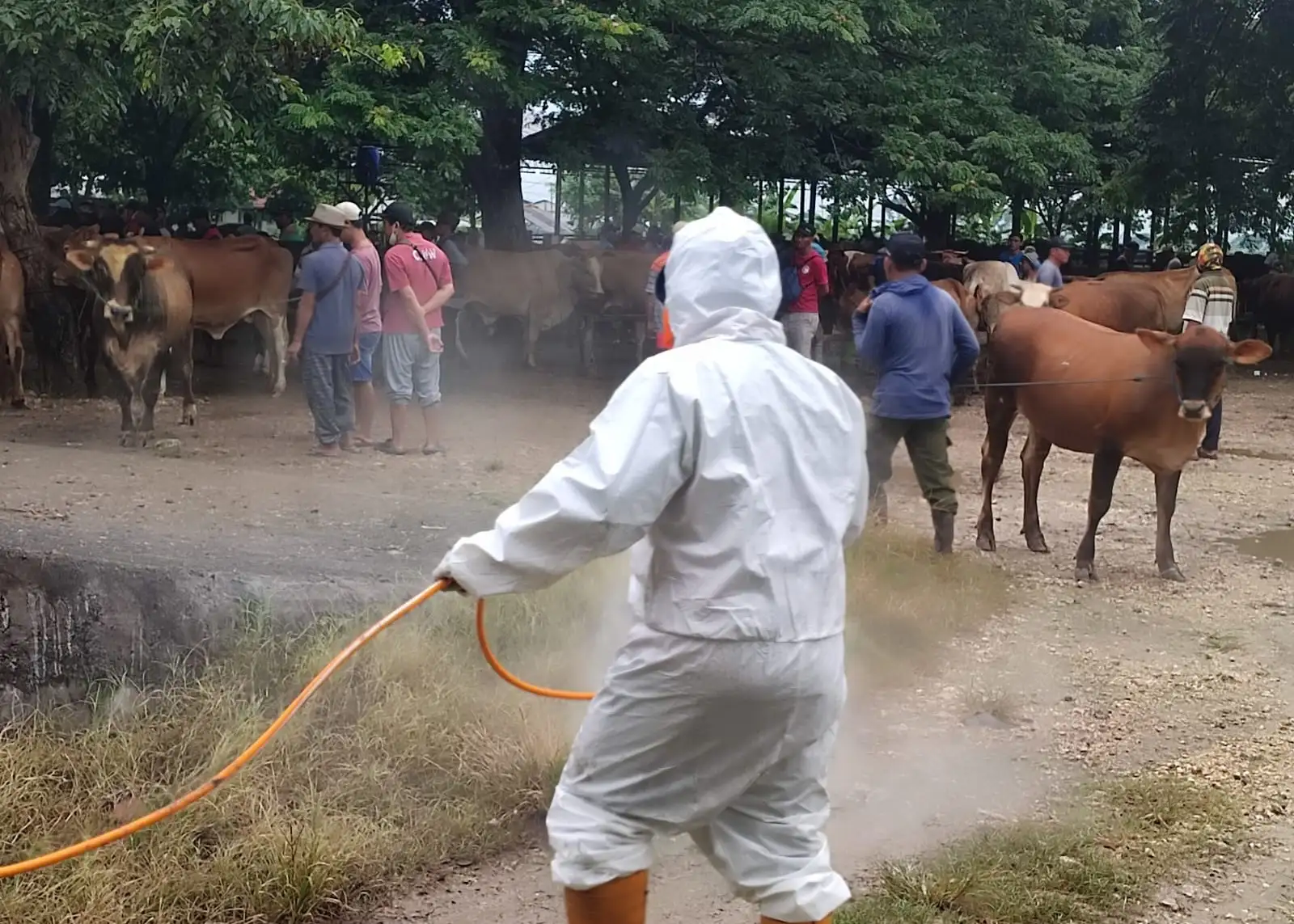 Atasi Wabah PMK di Jateng, Lalu Lintas Ternak Diperketat, Pasar Hewan Ditutup