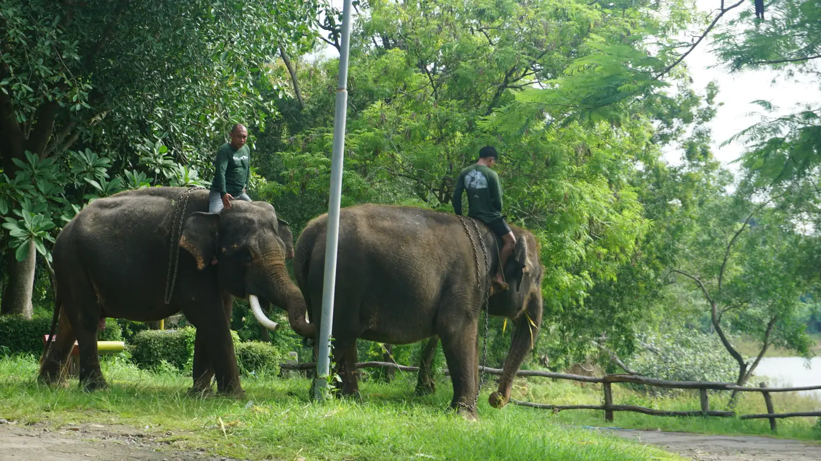 Pengelolaan Gajah di WGM Wonogiri Ramai Dikritik Warganet, Begini Faktanya