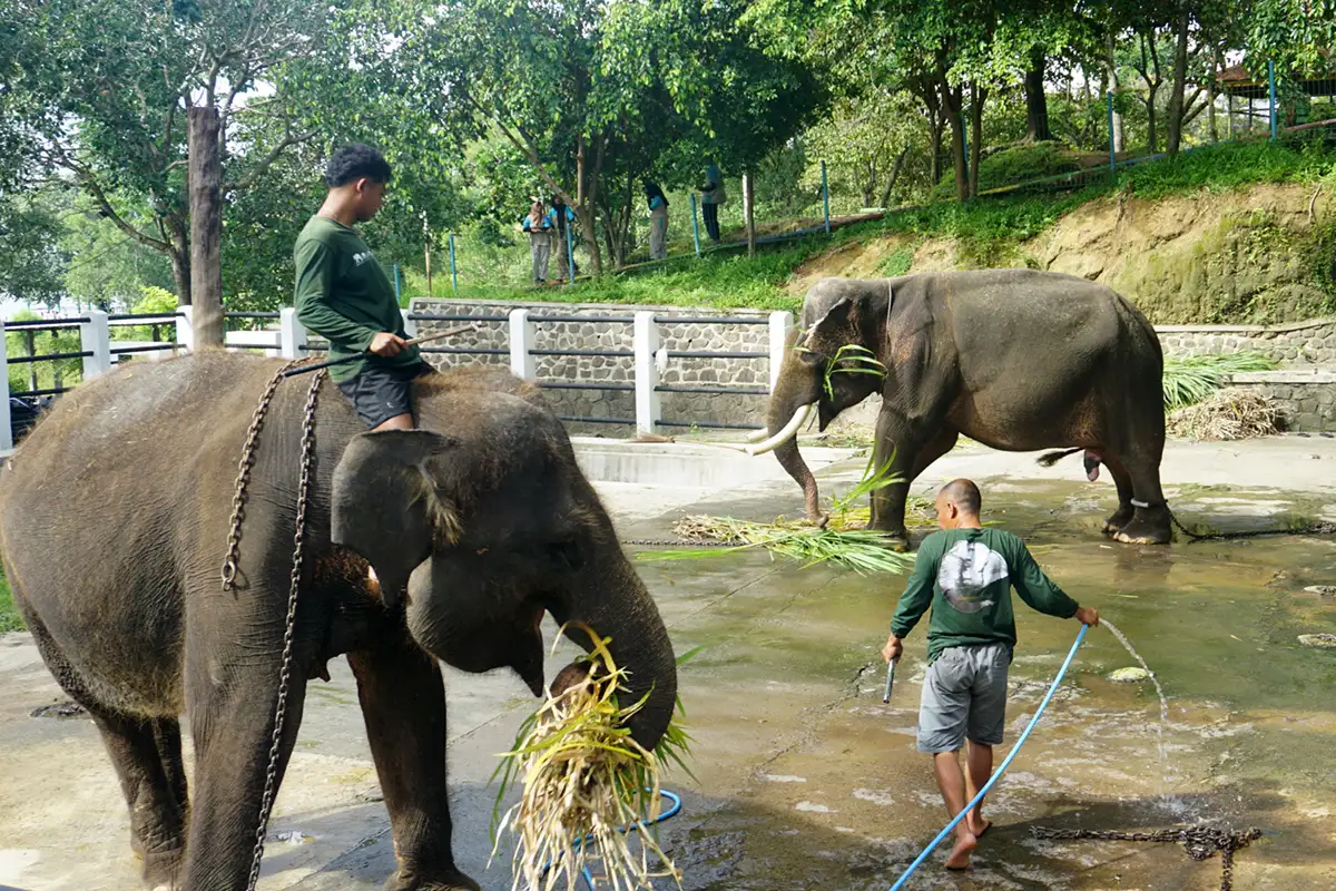 Potret Aktivitas Perawatan Gajah Koleksi Taman Satwa WGM Wonogiri