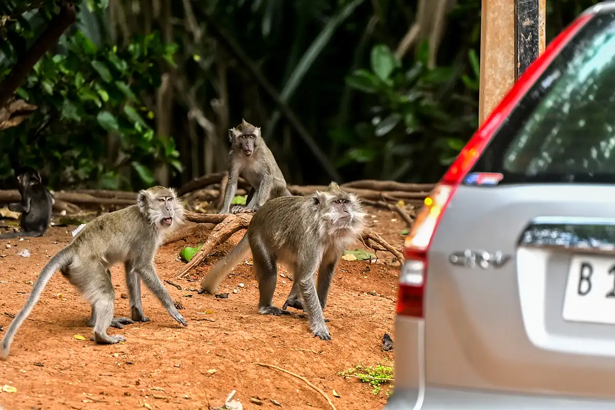 Kawanan Monyet Ekor Panjang Keluar dari Kawasan Margasatwa di PIK Jakarta