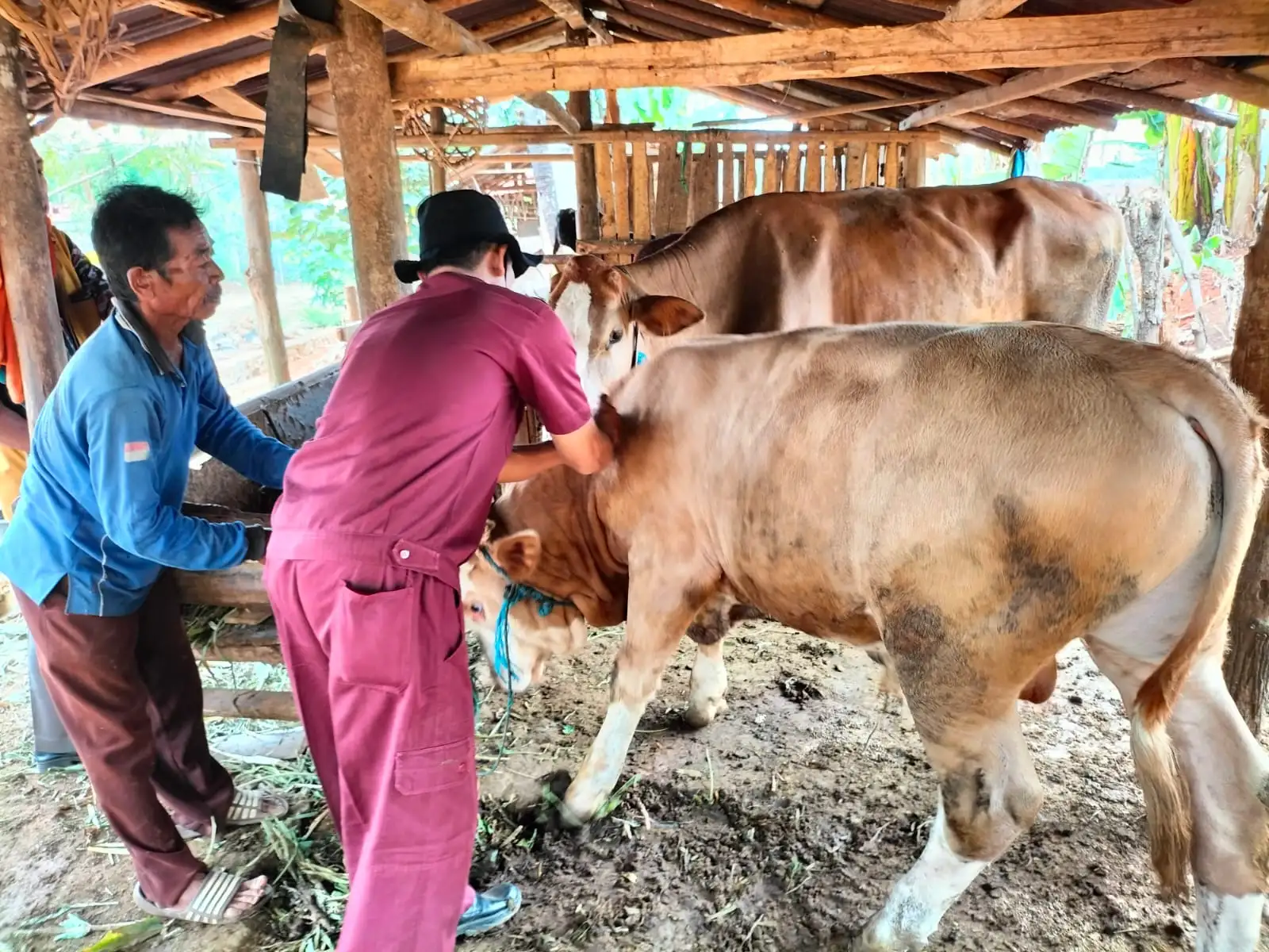 Ada Temuan 8 Sapi Terindikasi PMK di Pasar Hewan Pon Bangsri Jepara