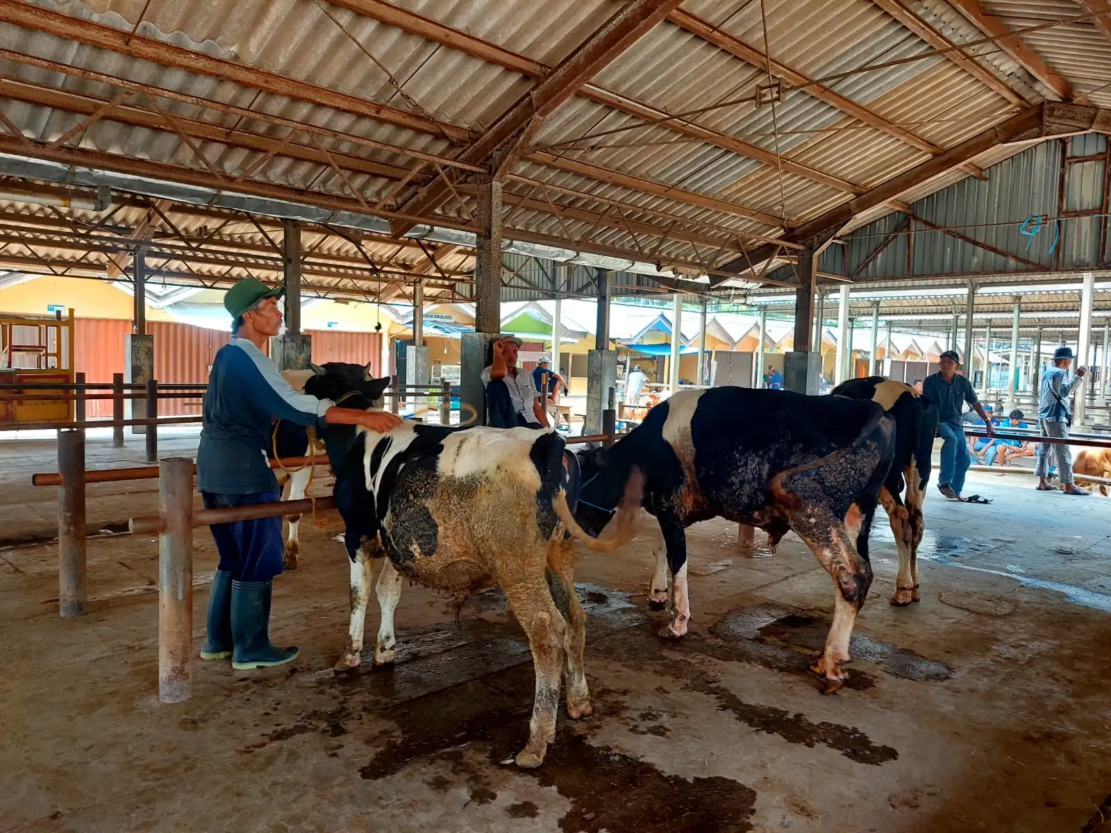 Sebanyak 110 Sapi di Kabupaten Semarang Terjangkit PMK