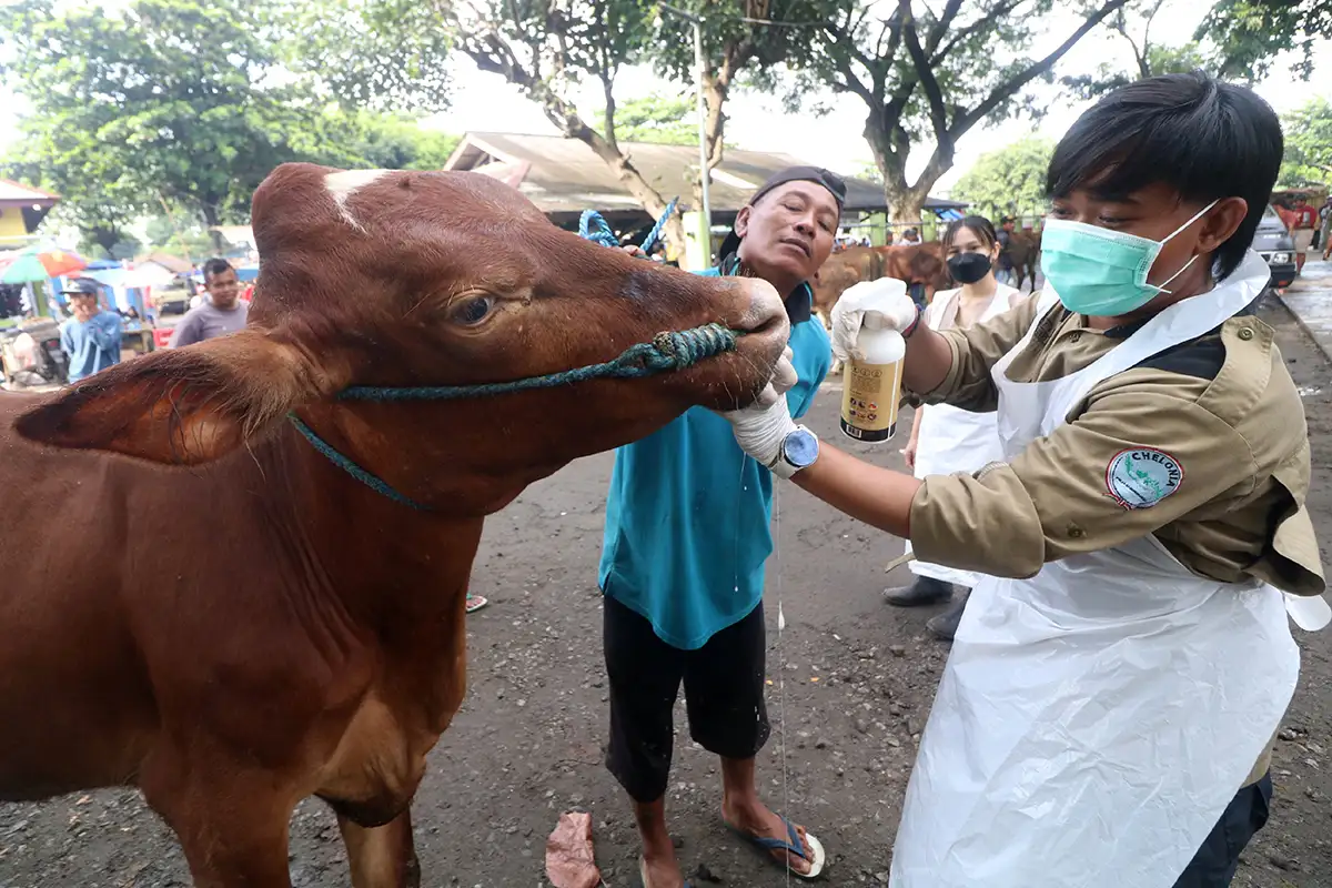 447 Sapi Terjangkit PMK, DKPP Kediri Lakukan Penyemprotan di Pasar Hewan