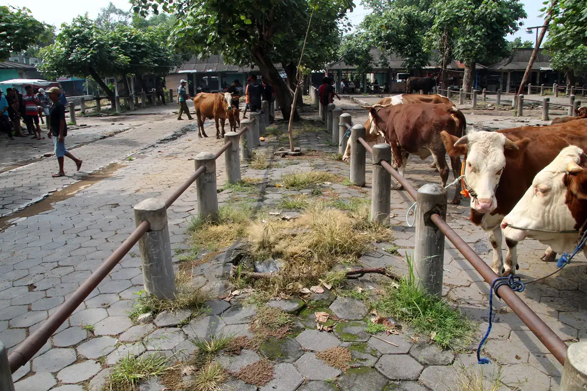 PMK Merebak di Sejumlah Daerah, Pasar Hewan Prambanan Klaten Sepi
