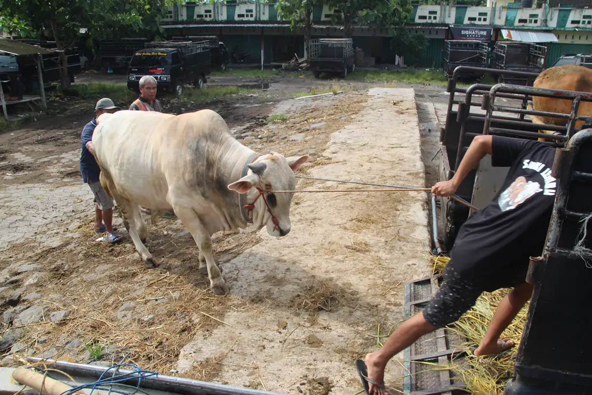 Tahun Lalu Merugi Rp300 Juta, Peternak Sapi di Klaten Lockdown Kandang Cegah PMK