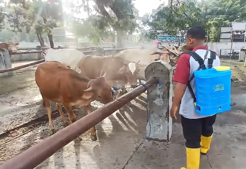 Cegah Penularan PMK, DKP3 Sragen Skrining Sapi Masuk Pasar Hewan