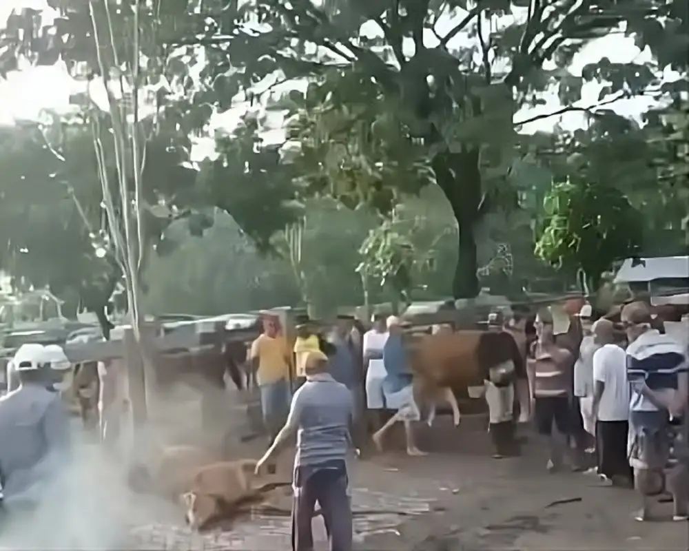Viral Video Potong Paksa Sapi di Pasar Hewan Magetan, Begini Faktanya