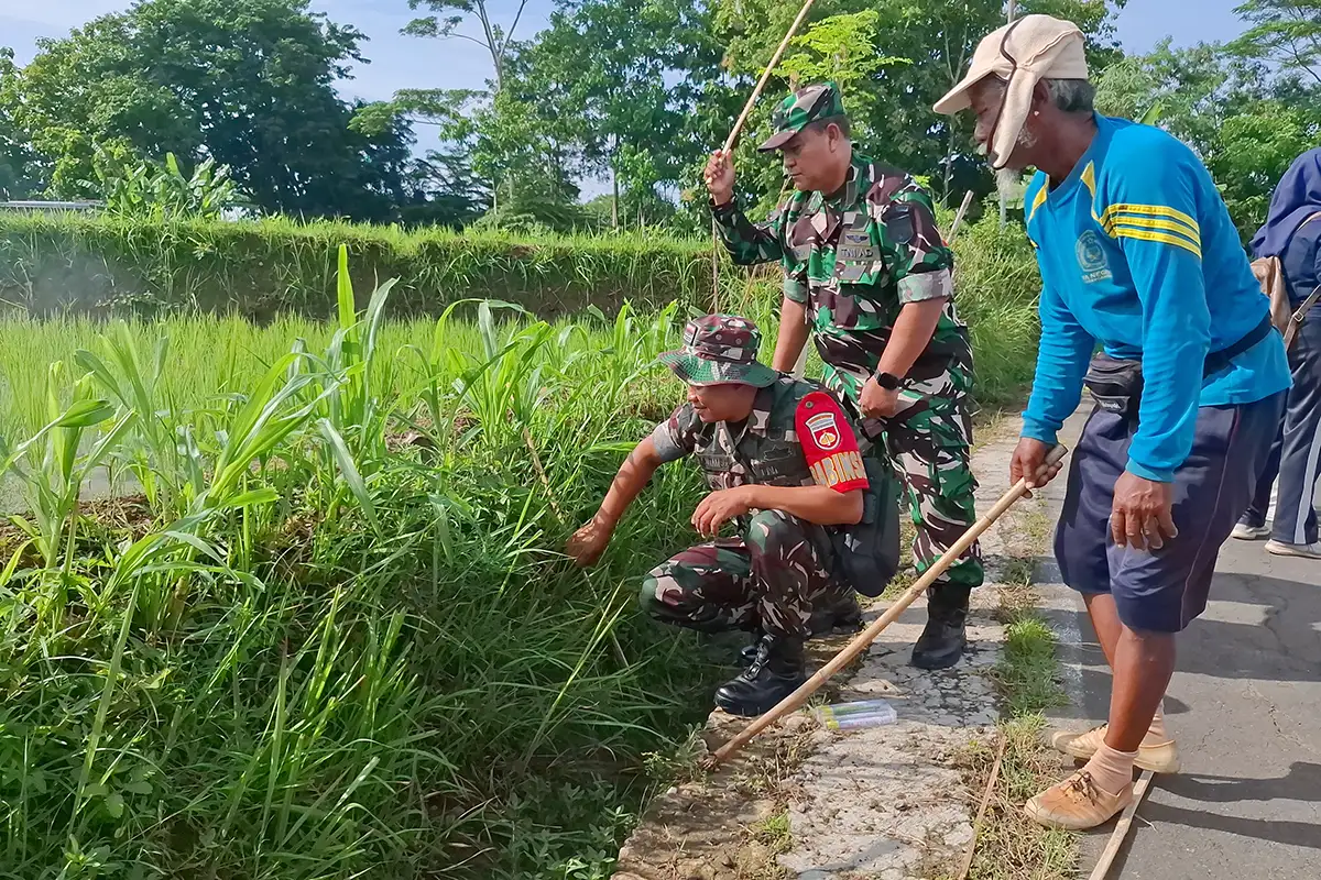 Basmi Serangan Hama Tikus, Dispertan-TNI dan Petani Karanganyar Gelar Gropyokan