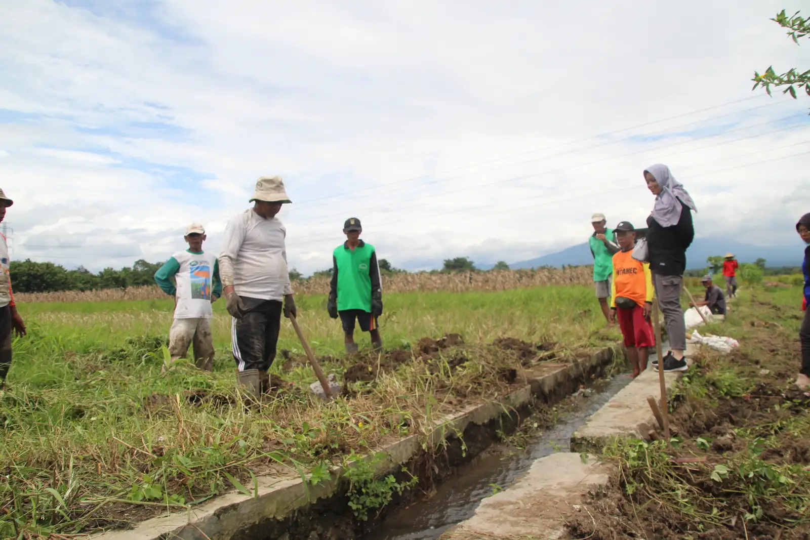 2 Kali Gagal Panen, Petani Manjungan Klaten Ramai-ramai Gropyokan Tikus