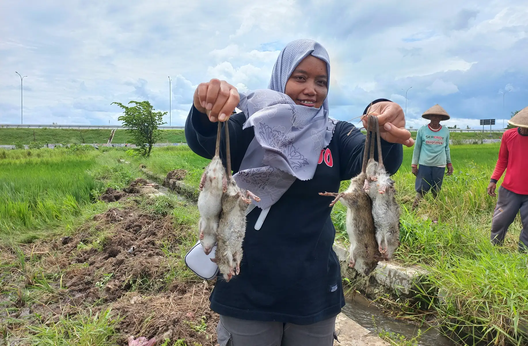 Cara Unik Petani Tempursari Klaten Basmi Tikus: Sawah Disemprot Urine Kelinci
