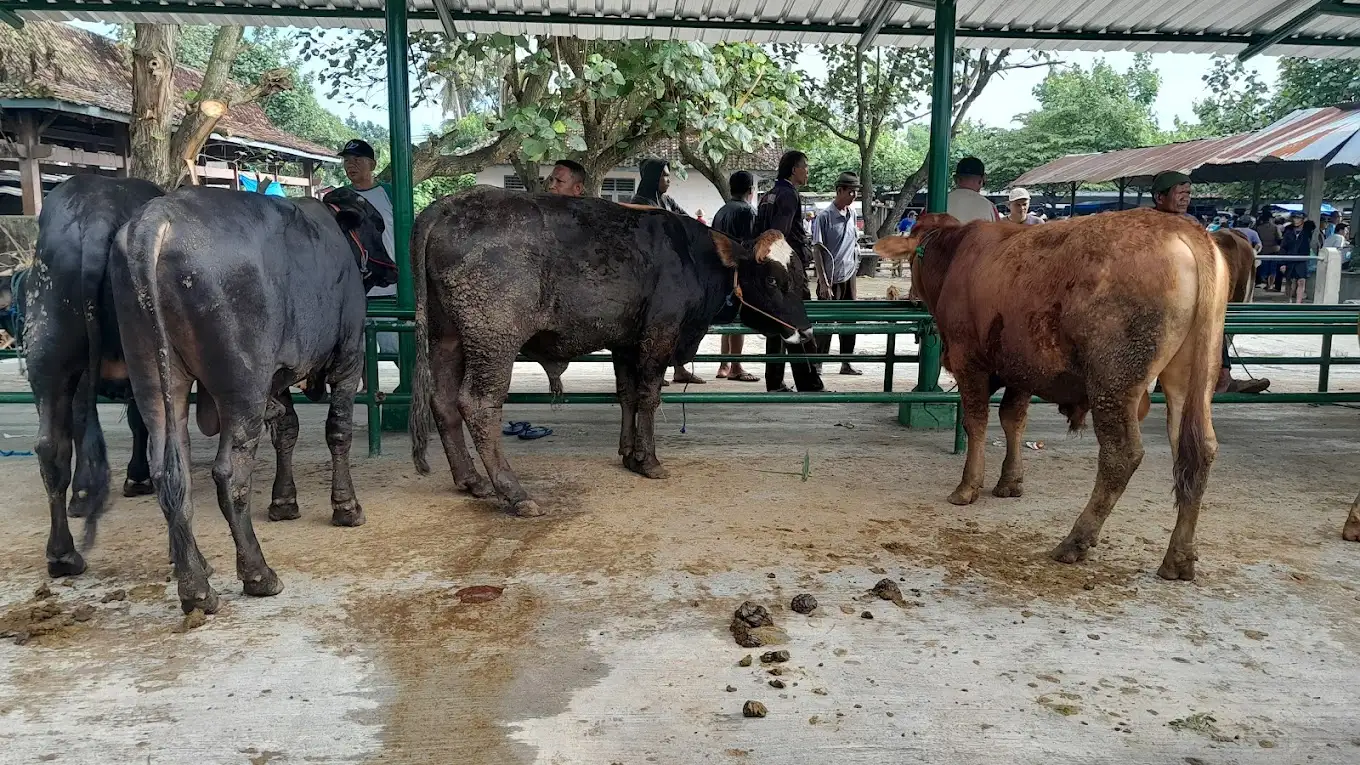 Kasus PMK di Bantul Meningkat, Peternak Diminta Lakukan Vaksinasi Mandiri