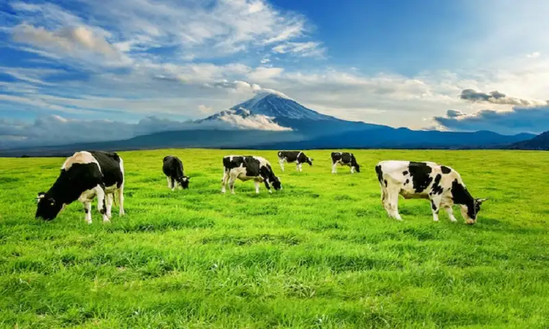 Dukung Makan Bergizi Gratis, Kementan Impor 200.000 Sapi Perah