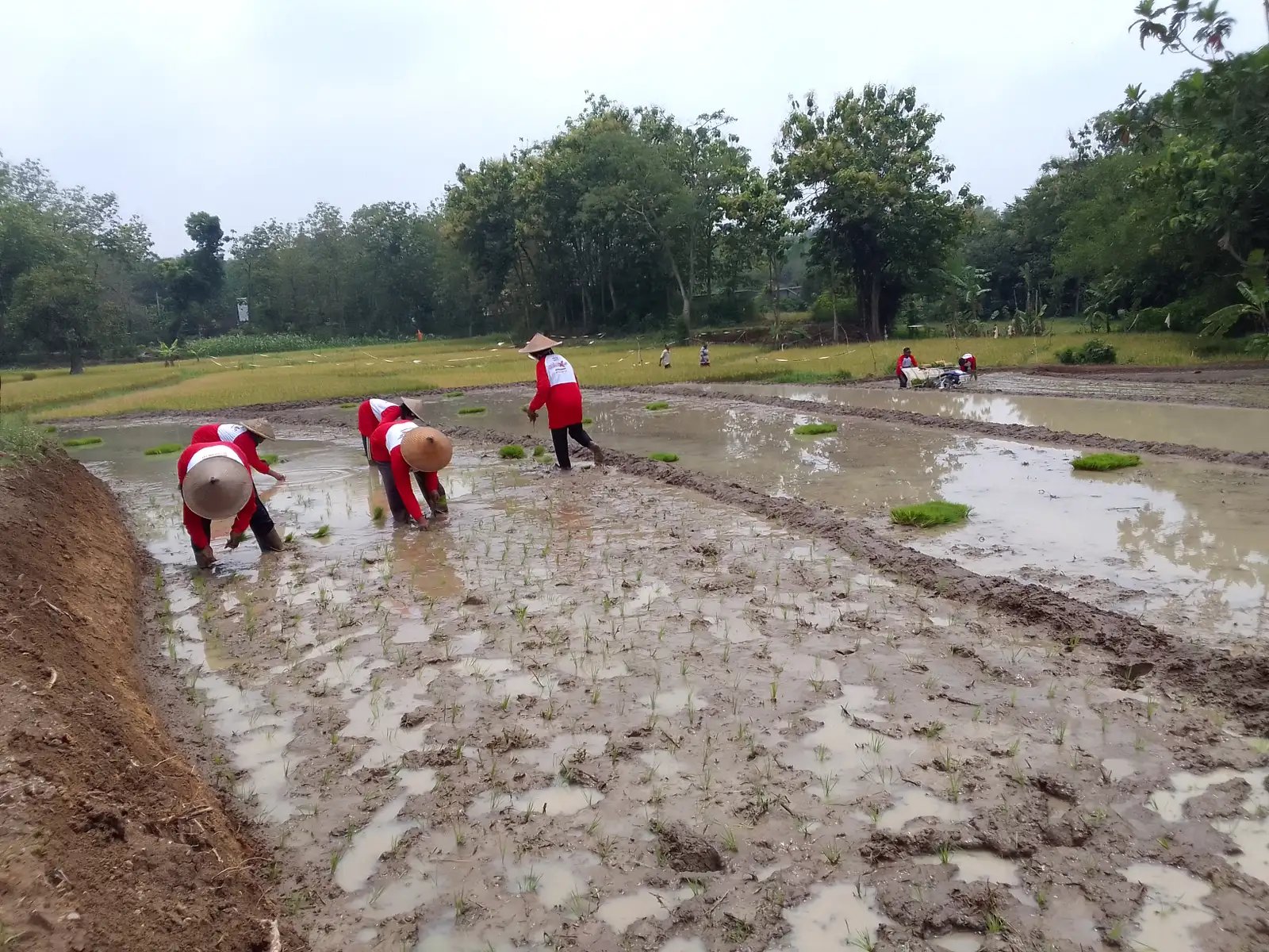 Kenaikan HPP Gabah Belum Tentu Berdampak Pada Kesejahteraan Petani Sukoharjo