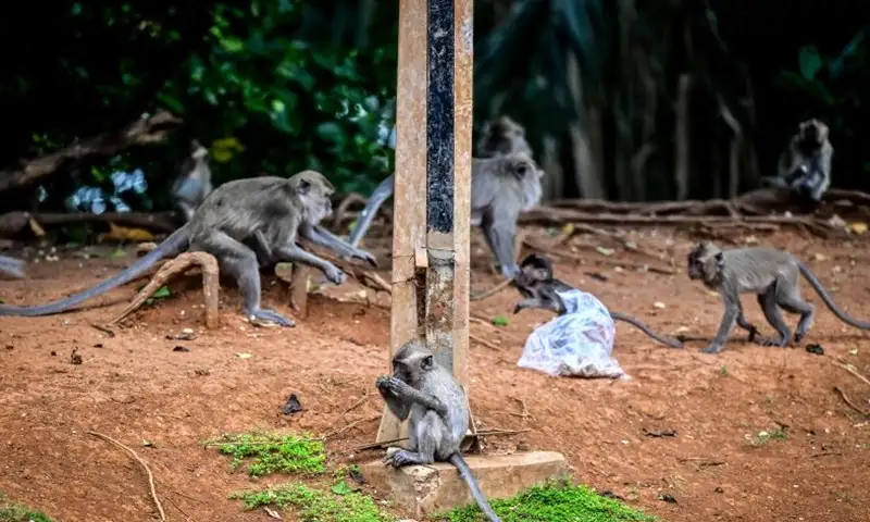 Puluhan Monyet Ekor Panjang Turun ke Desa di Temanggung, Ini Penyebabnya
