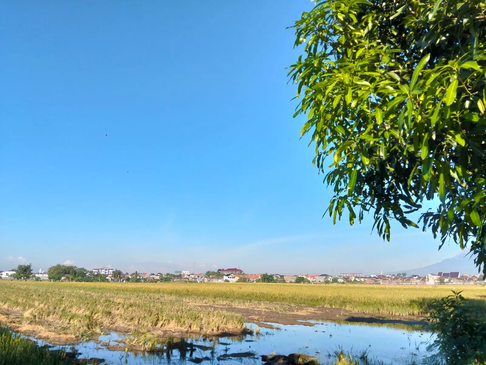 Sragen Dominan Cerah, Ini Prakiraan Cuaca Senin 30 Juni 2025