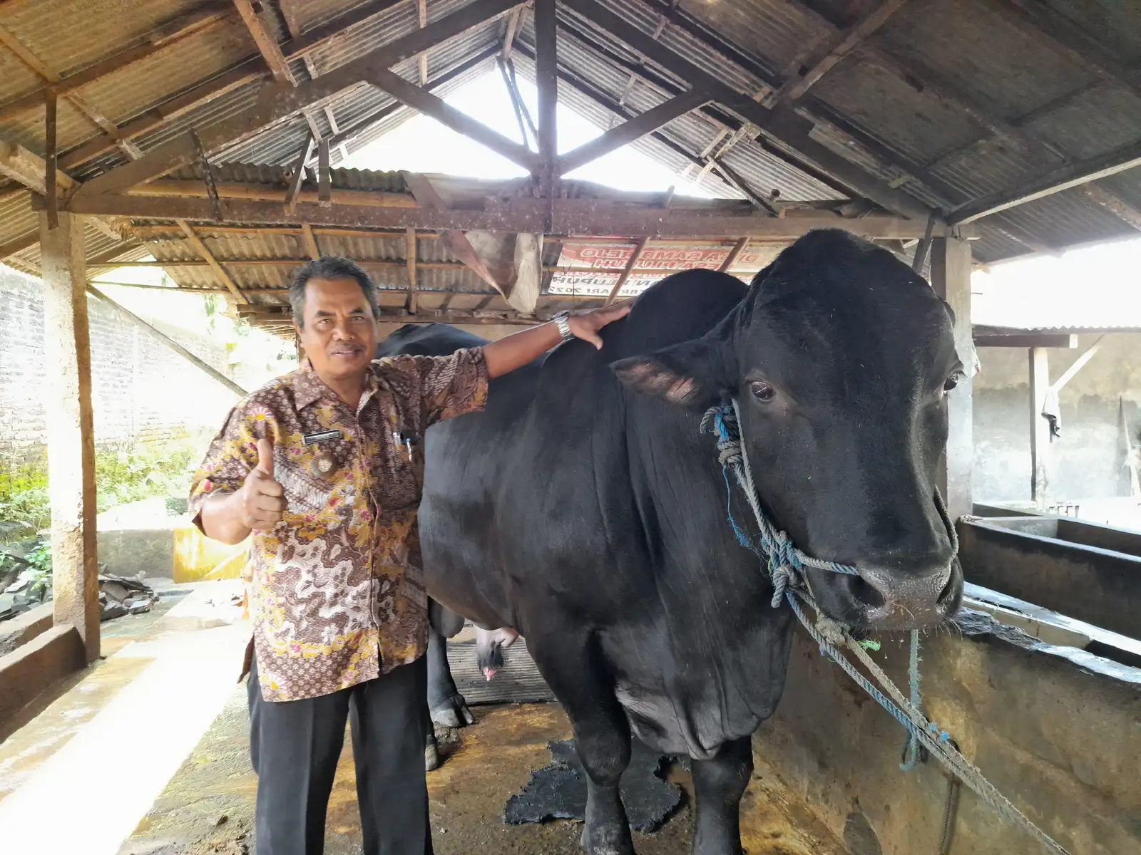 Sapi Angus Berbobot 1,2 Ton Milik Peternak Sragen Dipesan Presiden Prabowo