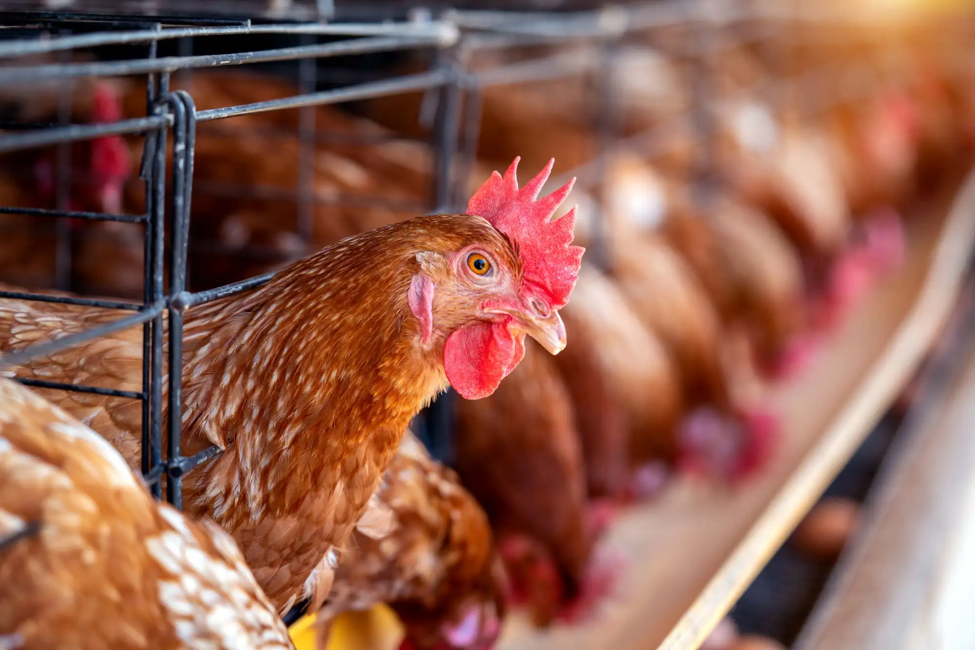 5 Strategi Kementan dan KPUN Lindungi Peternak Ayam Mandiri dari Gejolak Pasar