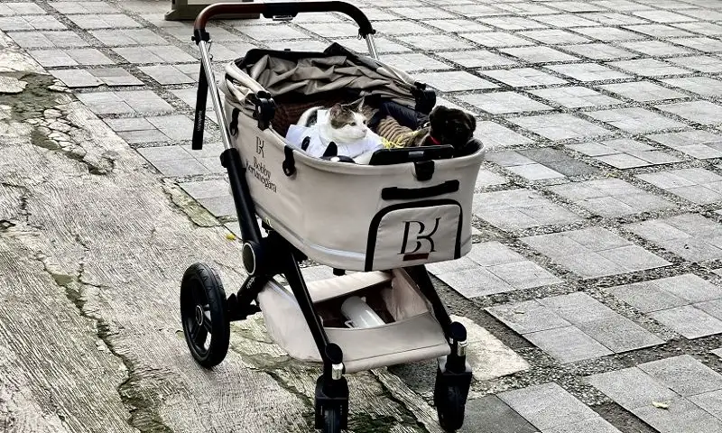 Gemas! Bobby Kertanegara Si Kucing Presiden Pakai Koko Putih saat Iduladha