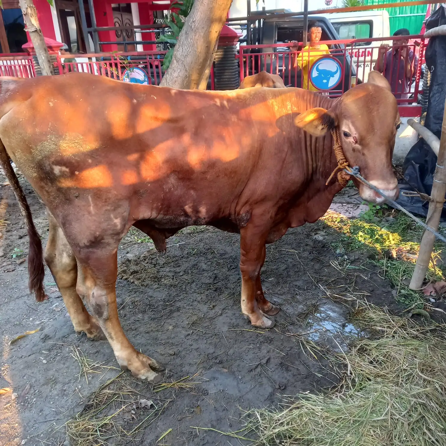 Puan Maharani Sumbang 7 Sapi Kurban ke Sukoharjo