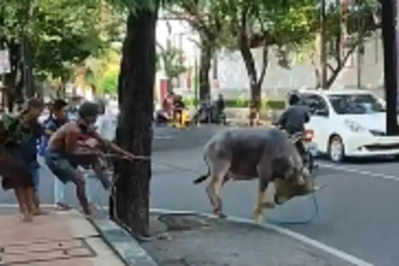 Hendak Disembelih, Seekor Kerbau Lari di Jalan Hebohkan Kudus! Tabrak Pesepeda