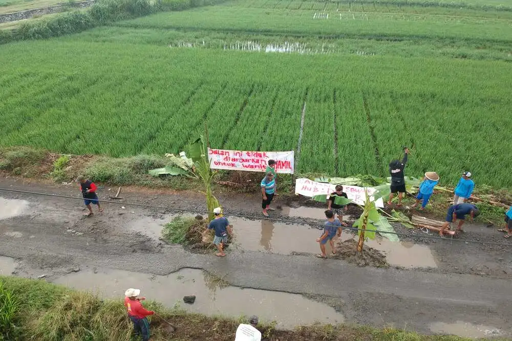 Protes, Warga Sentolo Kulonprogo Tanam Pohon Pisang di Jalan Rusak