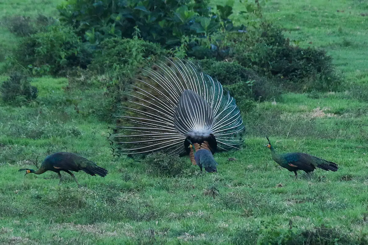 Musim Kawin Merak Hijau di Savana Sadengan TN Alas Purwo Banyuwangi