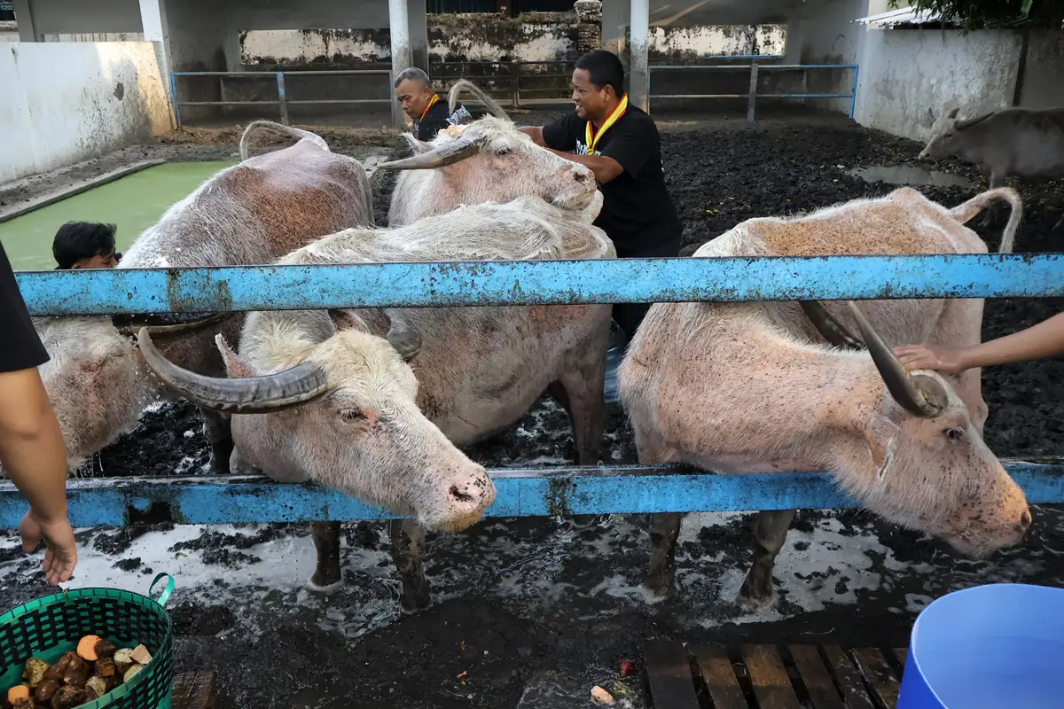 Bukan Mistis, Ini Penjelasan Ilmiah Warna Putih Kemerahan Kebo Bule Keraton Solo