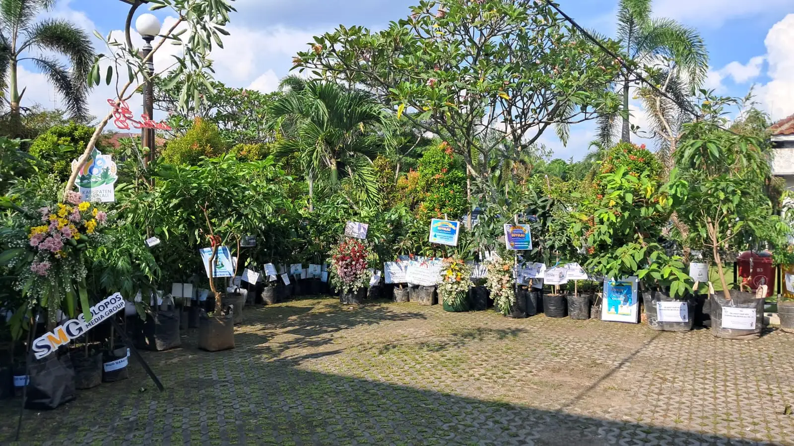 443 Batang Tanaman Jadi Kado Ucapan HUT ke-178 Boyolali, Ini Ragam Jenisnya
