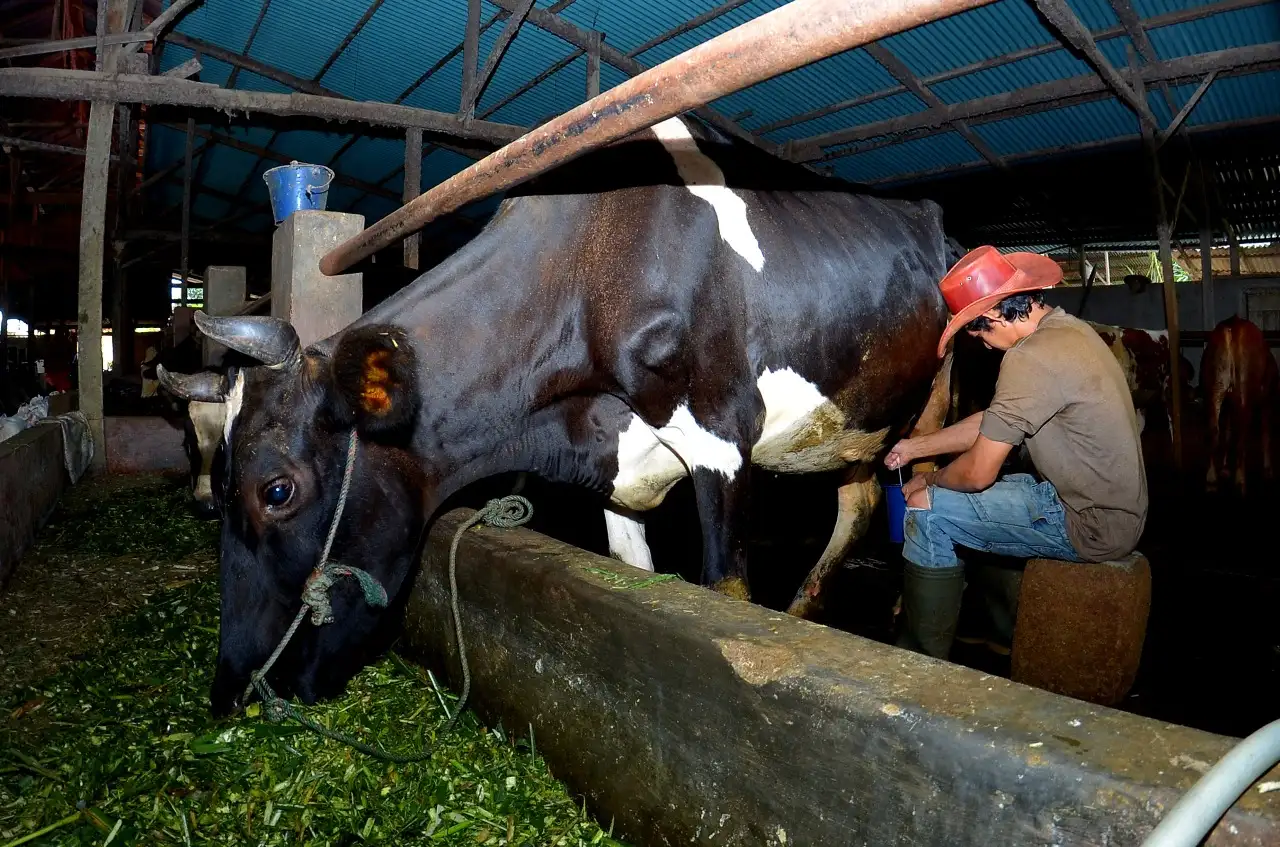Difasilitasi BRI, Klaster Susu di Ponorogo Sukses Tingkatkan Kapasitas Produksi