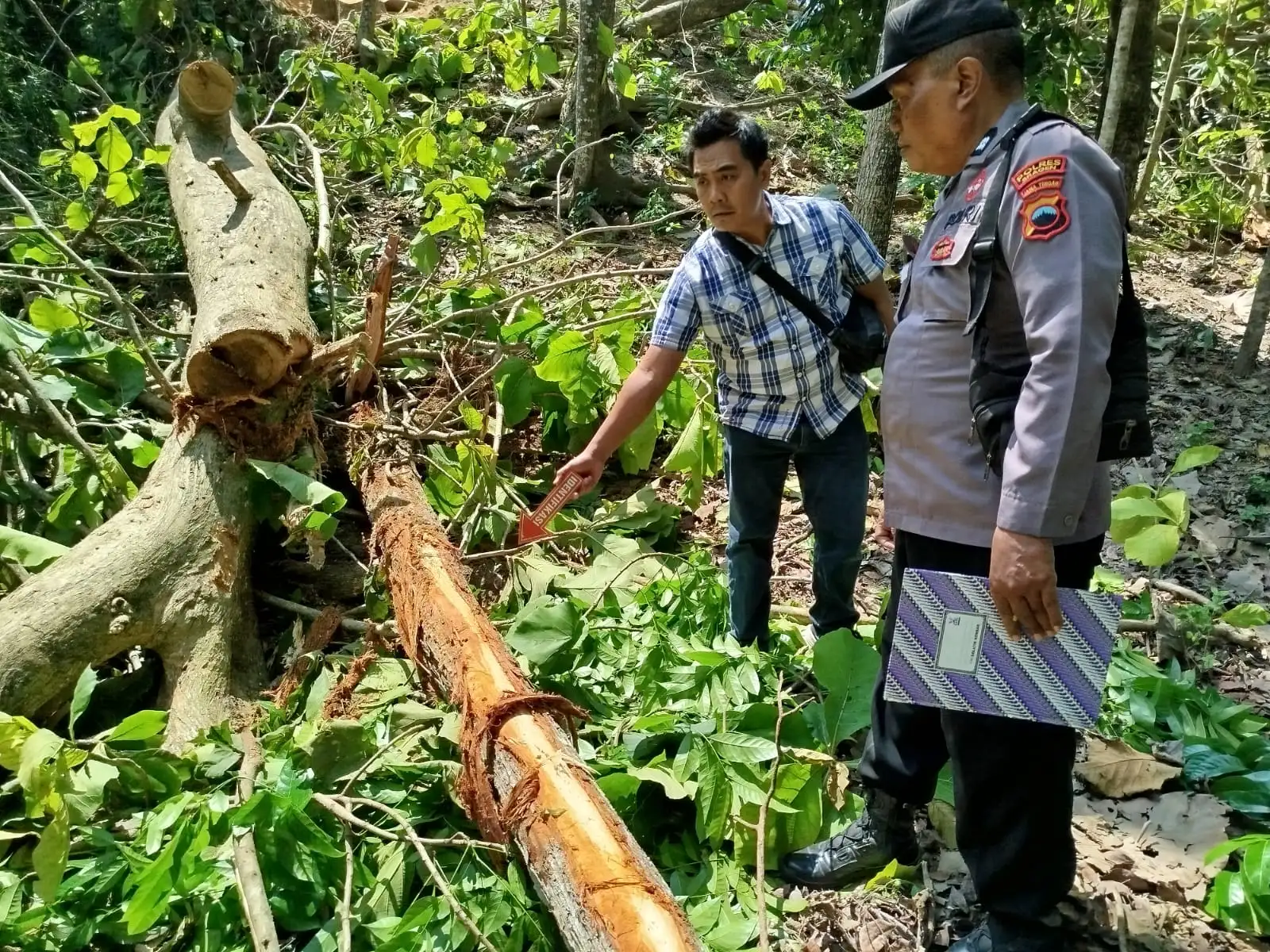 Belandong asal Grobogan Meninggal Tertimpa Pohon saat Bekerja di Sukodono Sragen