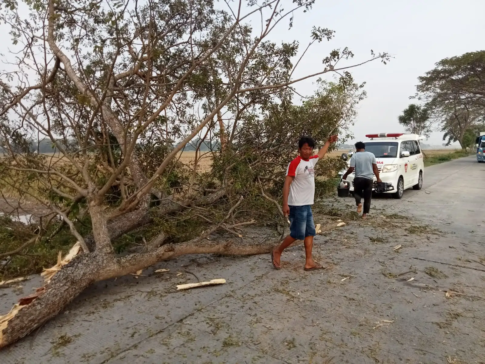 Tertimpa Pohon Tumbang, Pengendara Motor asal Jatitengah Sragen Selamat